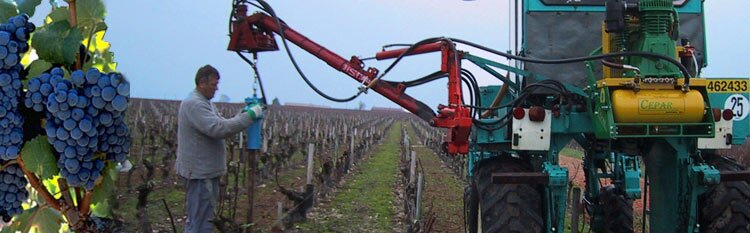 enfonce pieu vignes